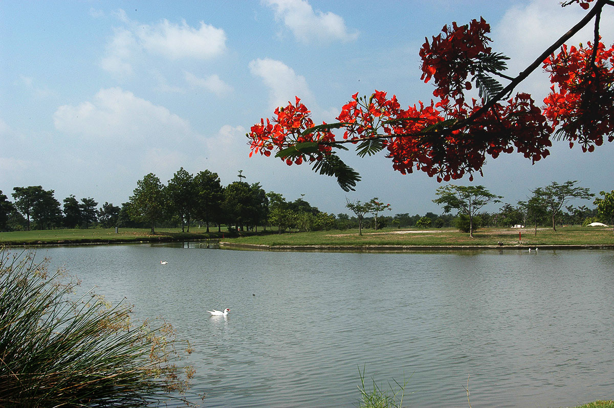 Landscape Krung Kavee Golf Course 